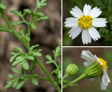 Perityle coronopifolia