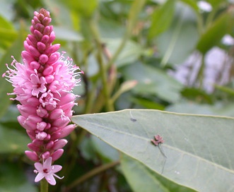 Persicaria amphibia