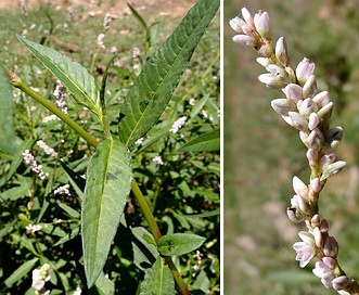 Persicaria bicornis