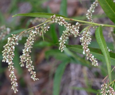 Persicaria glabra