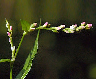 Persicaria hydropiper