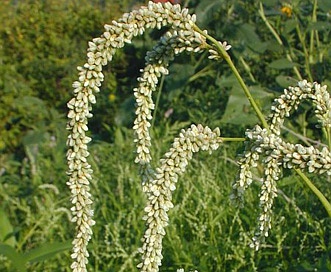 Persicaria lapathifolia