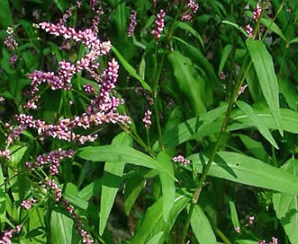 Persicaria longiseta