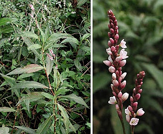 Persicaria maculosa