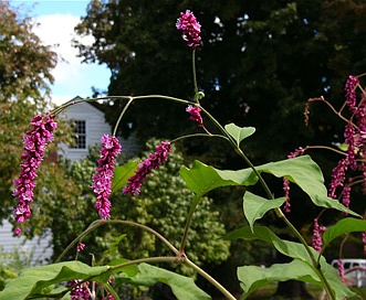 Persicaria orientalis