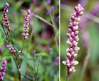 Persicaria setacea