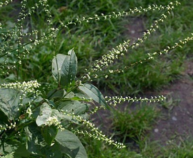 Persicaria virginiana