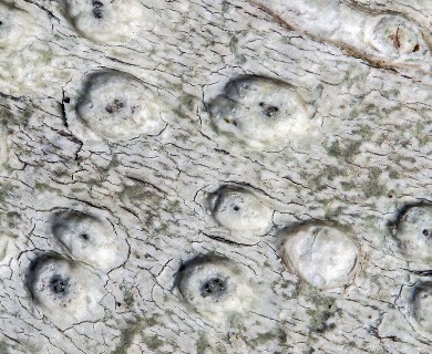 Pertusaria leioplaca