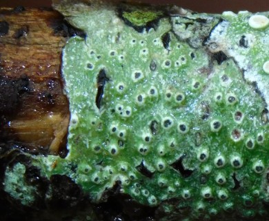 Pertusaria sinusmexicani