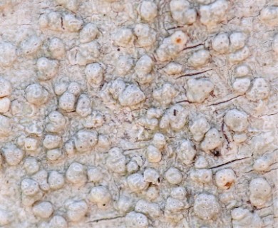 Pertusaria subpertusa