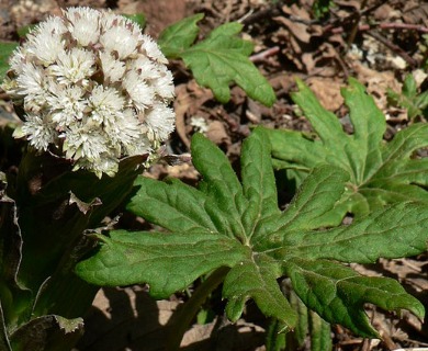 Petasites frigidus