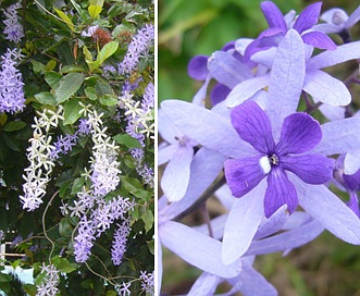 Petrea volubilis