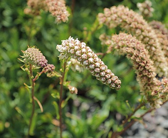 Petrophytum cinerascens