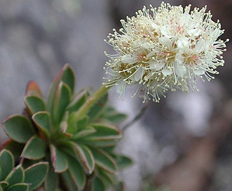 Petrophytum hendersonii