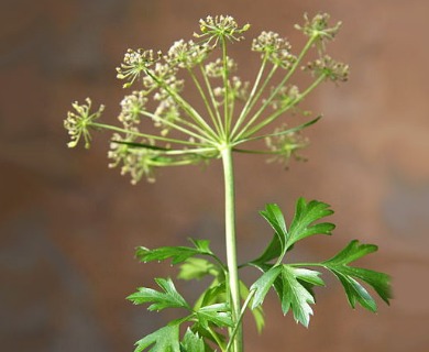 Petroselinum crispum