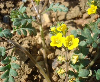 Phacelia adenophora