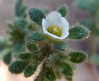 Phacelia affinis