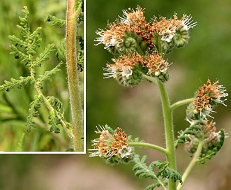 Phacelia alba