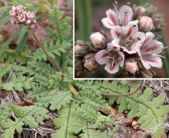 Phacelia arizonica