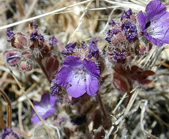 Phacelia austromontana