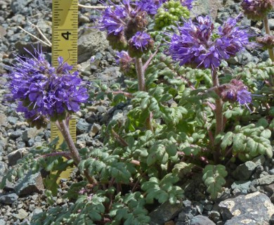 Phacelia bakeri