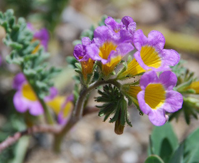 Phacelia bicolor