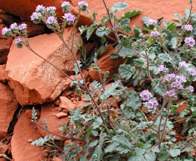 Phacelia bombycina