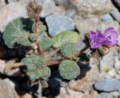 Phacelia calthifolia