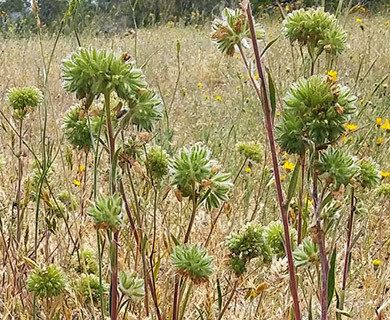 Phacelia capitata