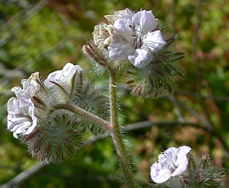 Phacelia cicutaria