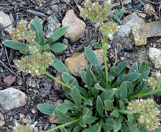 Phacelia corymbosa