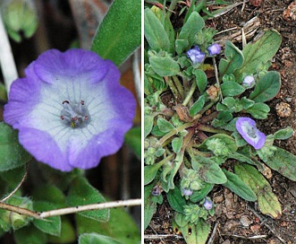 Phacelia curvipes