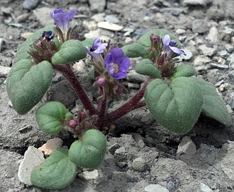 Phacelia demissa