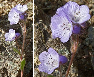 Phacelia divaricata