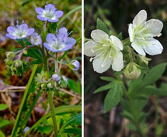 Phacelia dubia