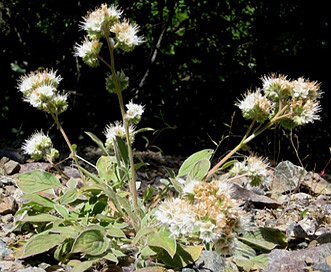 Phacelia egena