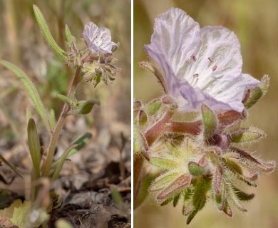 Phacelia exilis