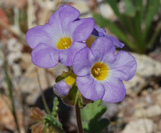 Phacelia fremontii