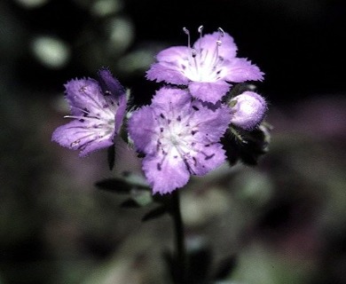 Phacelia gilioides