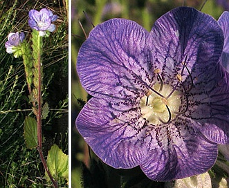 Phacelia grandiflora