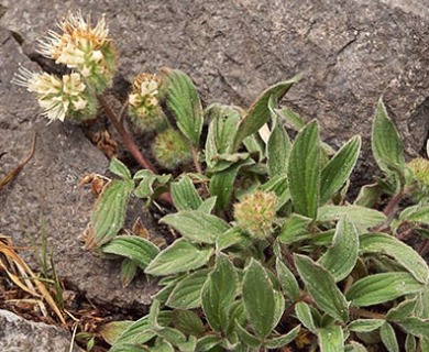 Phacelia hastata