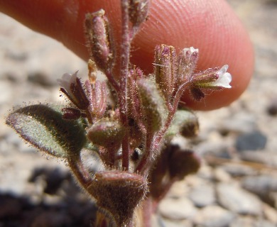 Phacelia incana