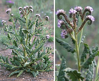 Phacelia integrifolia