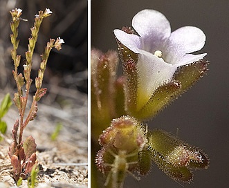 Phacelia lemmonii