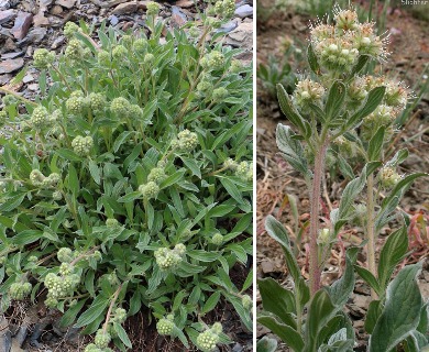 Phacelia leptosepala