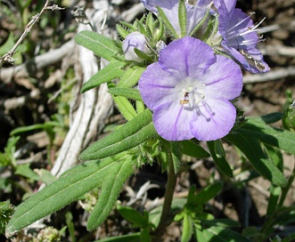 Phacelia linearis