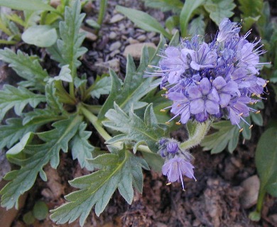 Phacelia lyallii