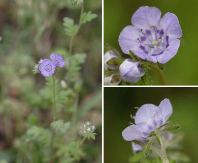 Phacelia maculata