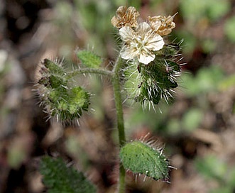 Phacelia malvifolia