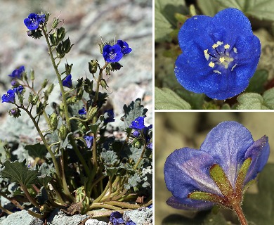 Phacelia nashiana